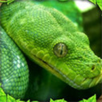 ģ