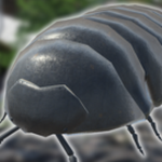 rolypoly