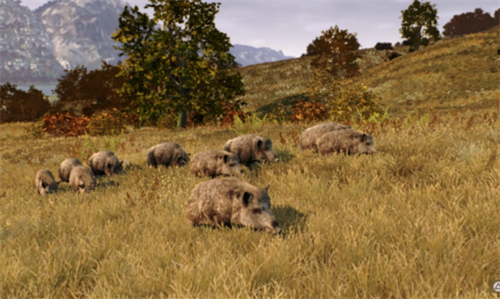 ����֮·��Ұŷ�����°�