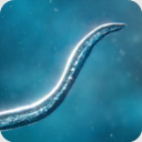 ����ģ��������DNA��